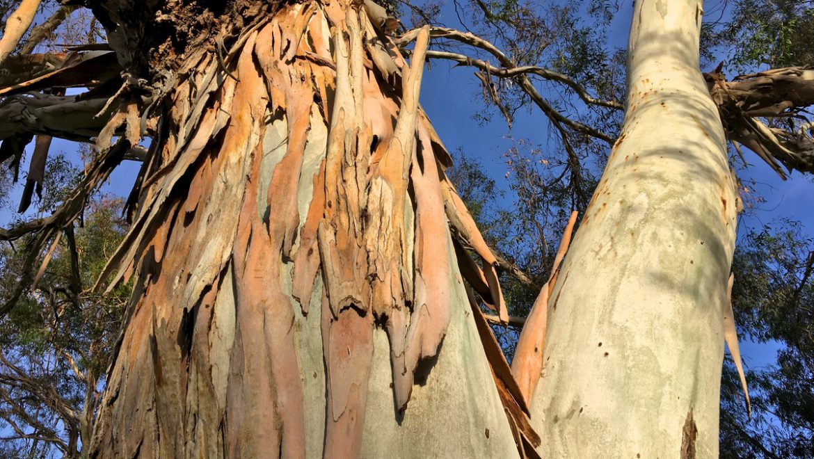 Trees Rooted in Tel Aviv’s History